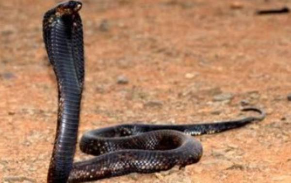 非洲最毒的十大毒蛇排名(非洲毒蛇有哪些)插图1