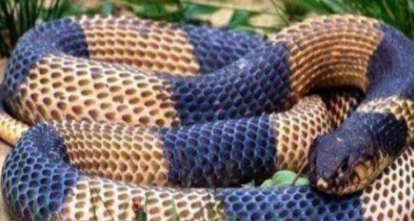 非洲最毒的十大毒蛇排名(非洲毒蛇有哪些)插图2