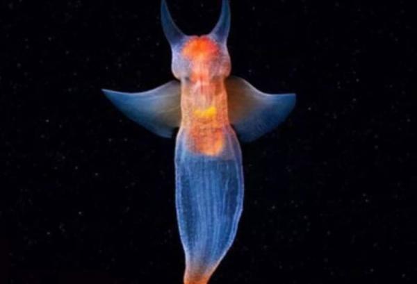 海洋中最漂亮的动物排名前十(海洋中最好看的鱼)插图