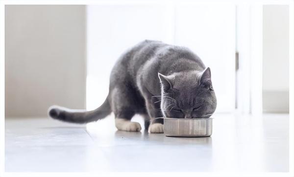 猫粮品牌排行(猫粮品牌排行榜中国十大毒猫粮)插图