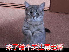 名贵的猫咪品种排名(名贵猫咪排行)插图6