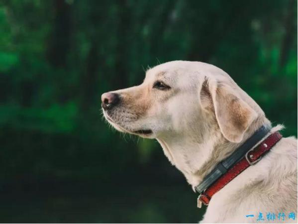 嗅觉猎犬排名第一(中国嗅觉最好的猎犬有哪些品种)插图4