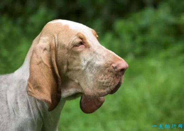 嗅觉猎犬排名第一(中国嗅觉最好的猎犬有哪些品种)插图9